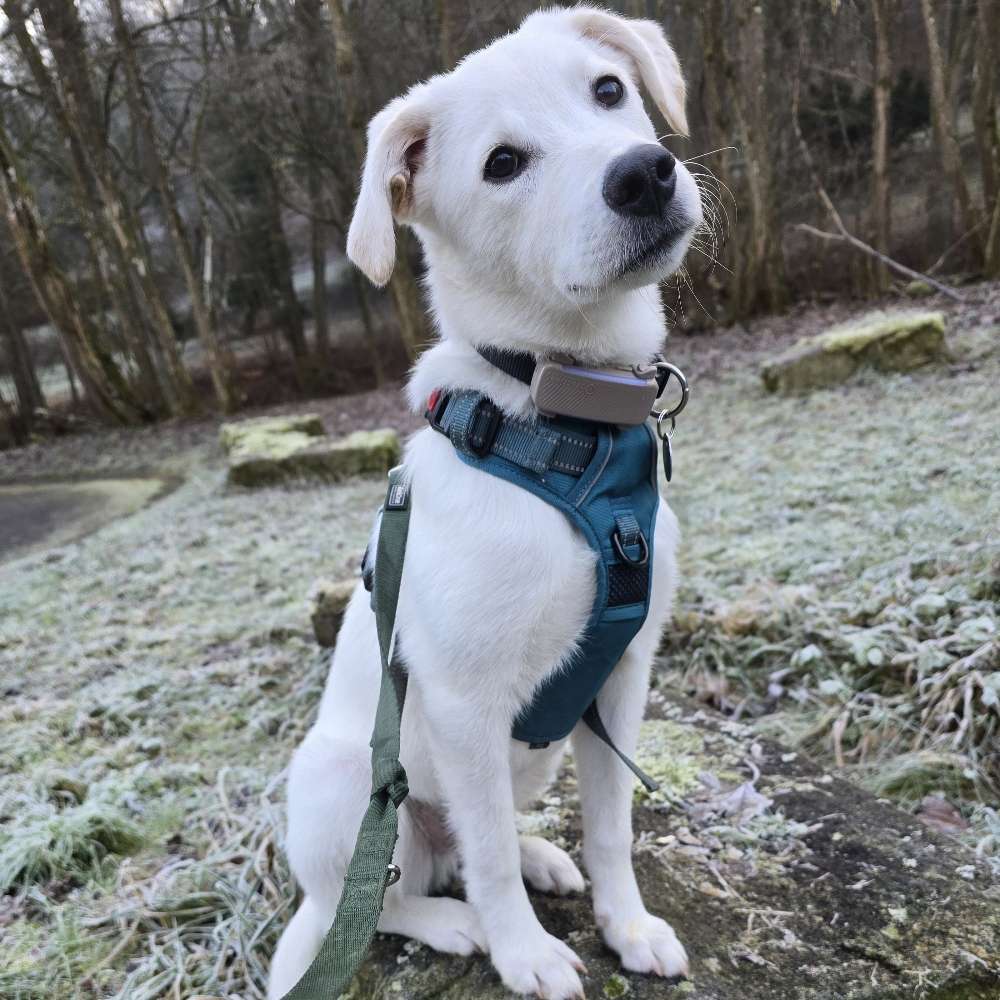 Hundetreffen-Gassi/Spielrunde-Profilbild