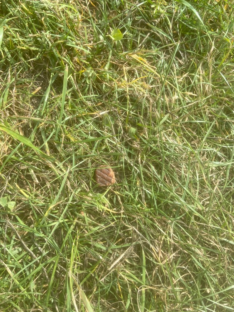 Giftköder-Fleischstücke (evtl Köder)-Profilbild