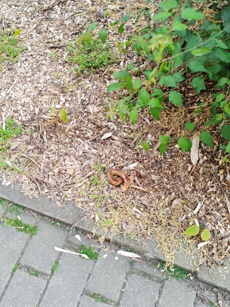 Giftköder-Wurst am Wegesrand-Profilbild