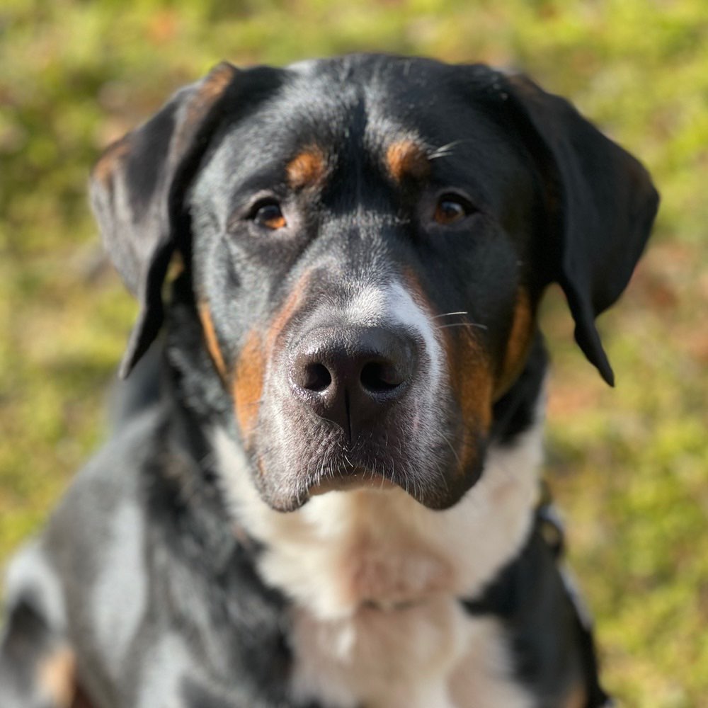 Hundetreffen-Ich suche Spielpartner und Trainingspartner-Profilbild