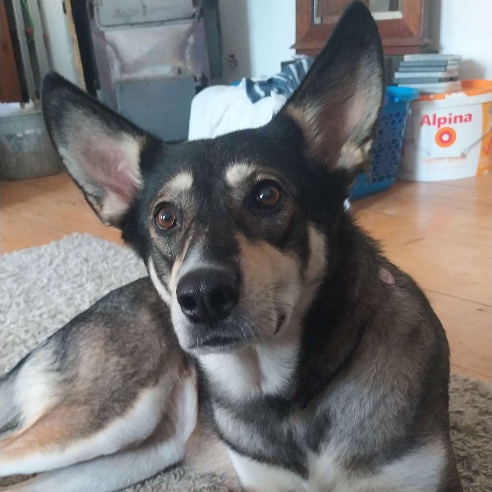 Hundetreffen-Entspannte Hundebegegnungen üben-Profilbild