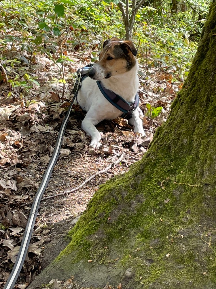 Hundetreffen-Hülser Berg oder Forstwald Treffen-Profilbild