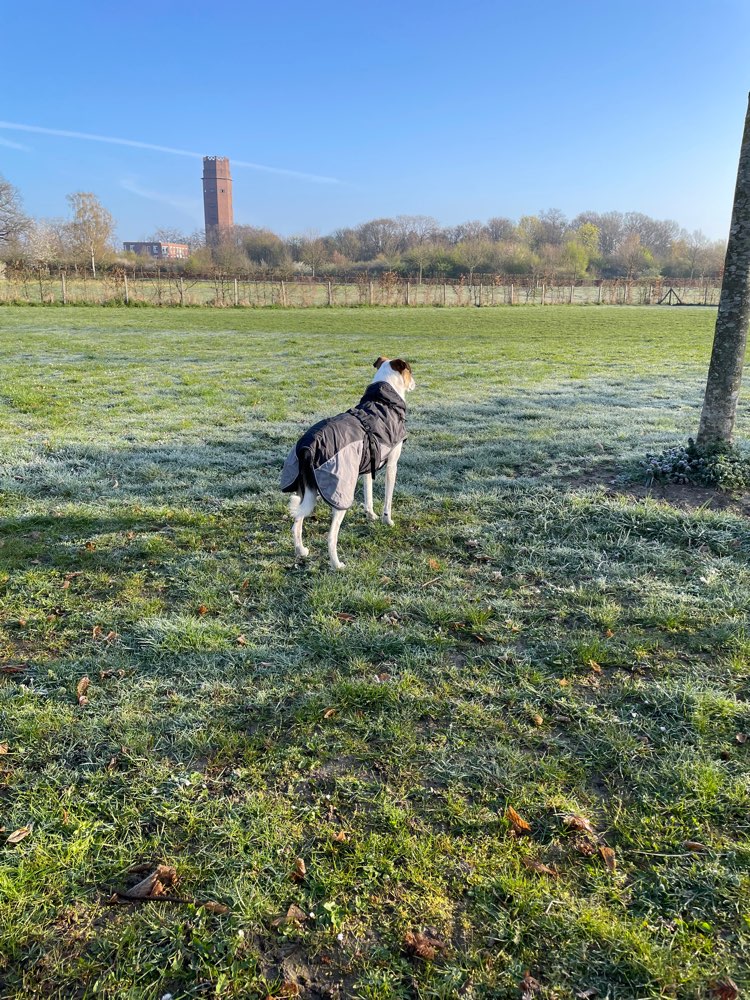 Hundetreffen-Hundewiese am Wasserturm-Profilbild