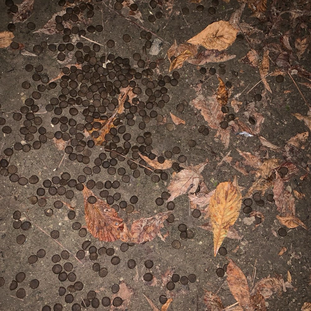 Giftköder-Möglicher Giftköder-Profilbild