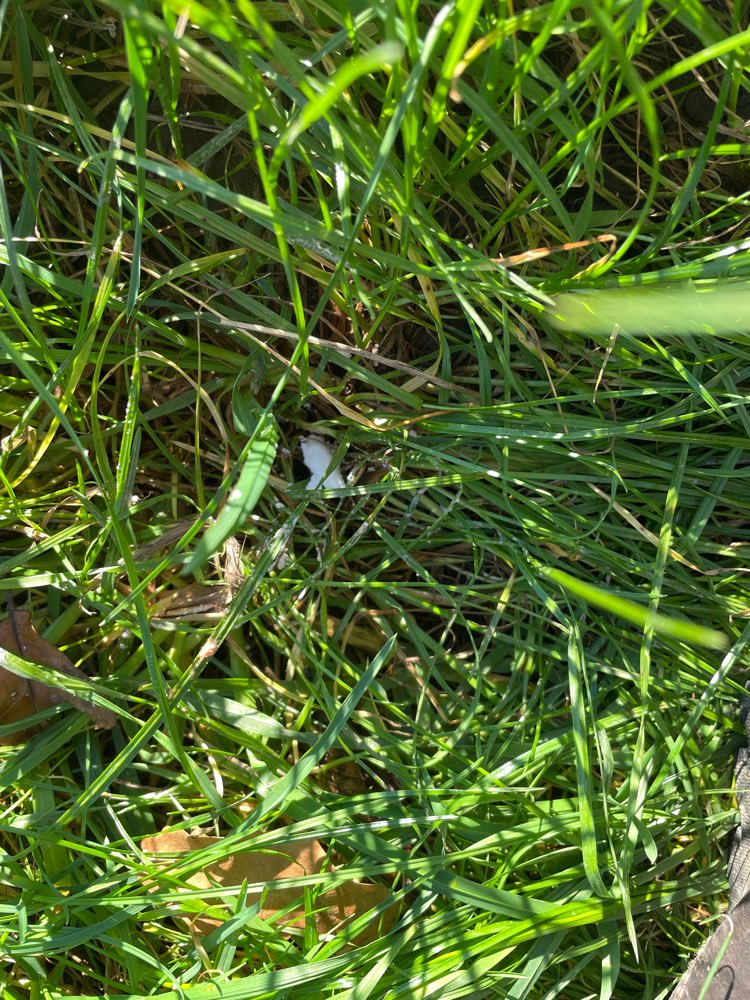 Giftköder-Giftköder-Profilbild