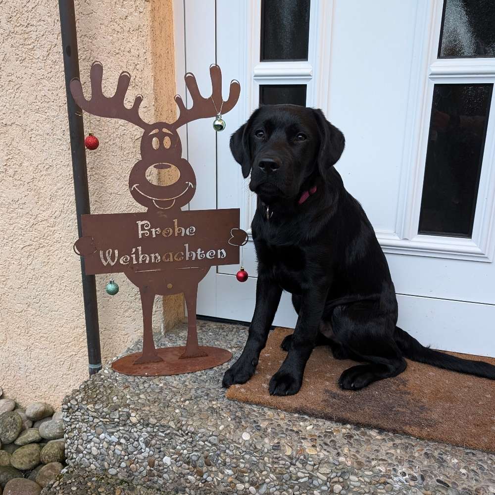 Hundetreffen-Welpen-/Junghundefreunde nähe Wolfschlugen 🐶💕-Profilbild