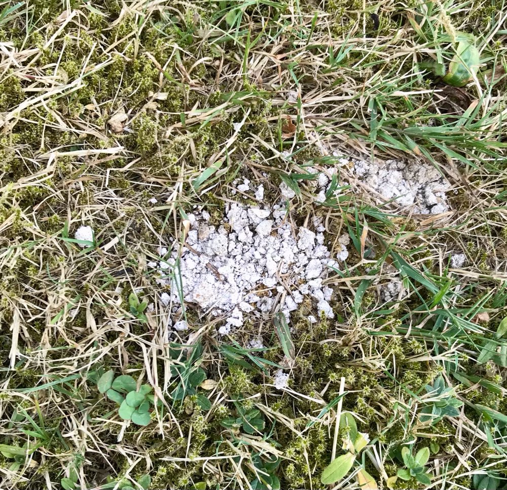 Giftköder-Verdacht auf Giftköder-Profilbild