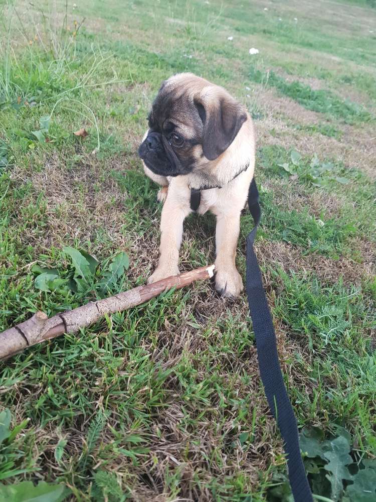 Hundetreffen-Spielspaß mit unseren Fellnasen-Profilbild