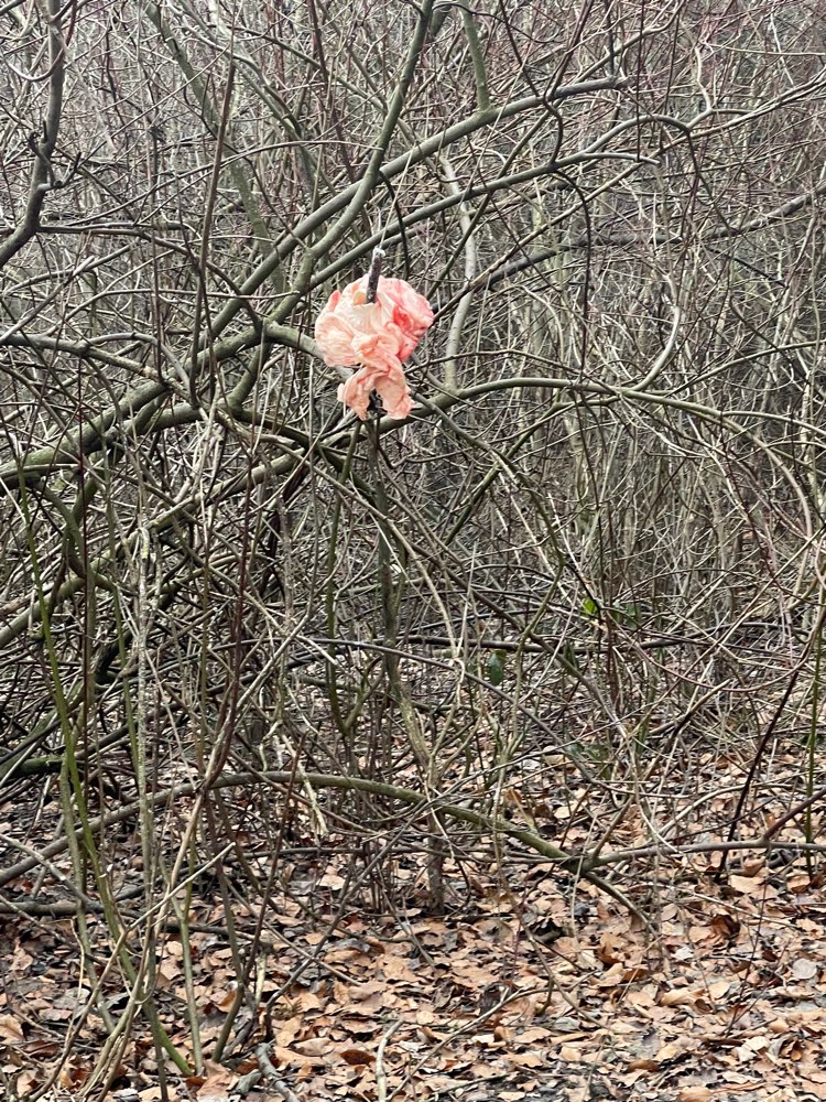Giftköder-Fleisch im Baum-Profilbild