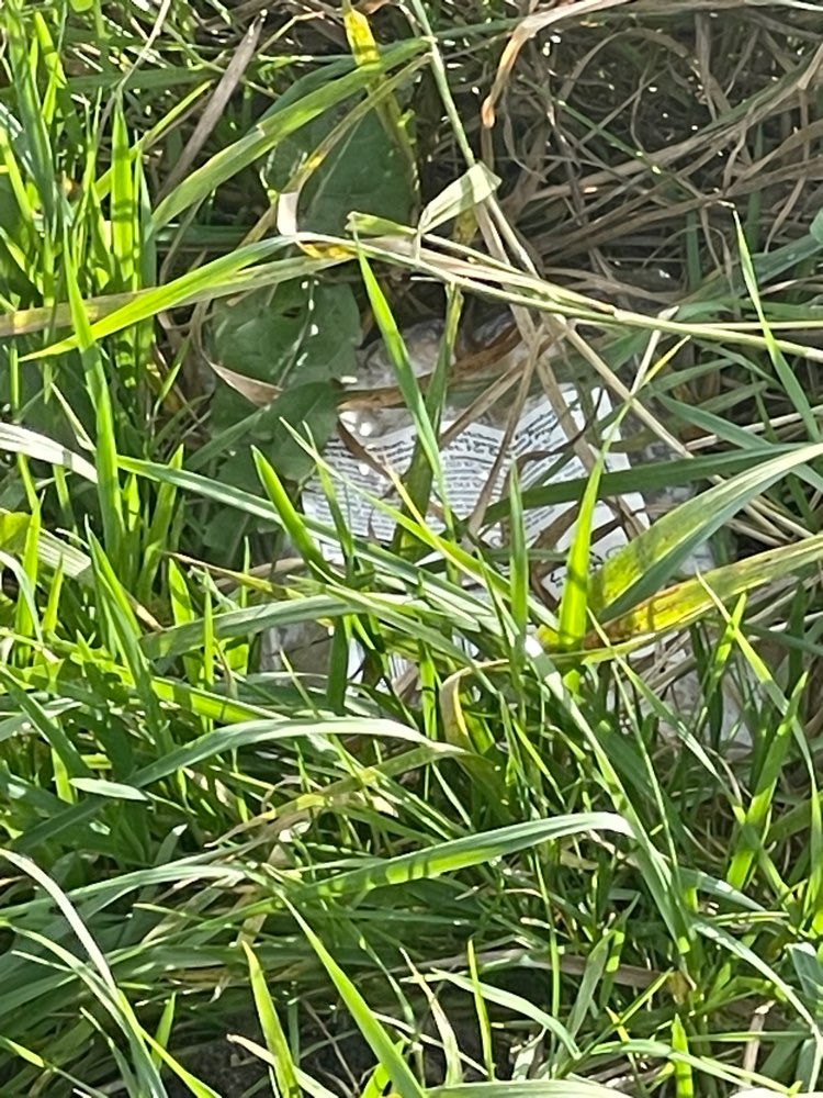 Giftköder-Wurst im Gras-Profilbild