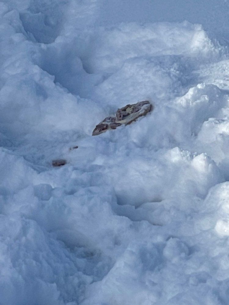 Giftköder-Vermutlich Giftköder/Salami-Profilbild