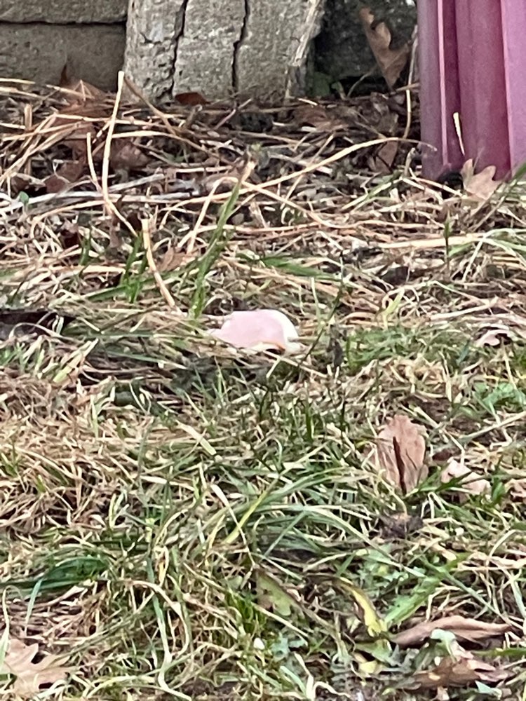 Giftköder-Eventuell Giftköder: Schinkenwurst-Profilbild