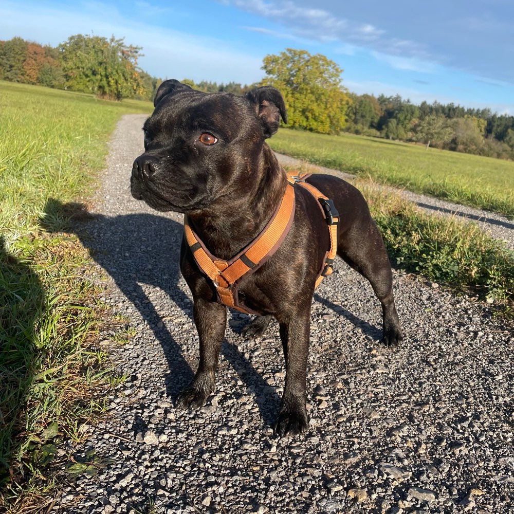 Hundetreffen-Training Hundebegegnungen-Profilbild