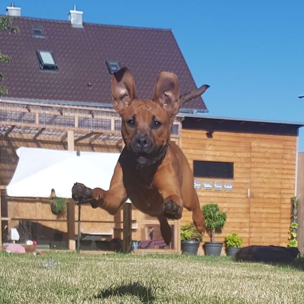 Hundetreffen-Robuste Spielfreunde gesucht-Profilbild