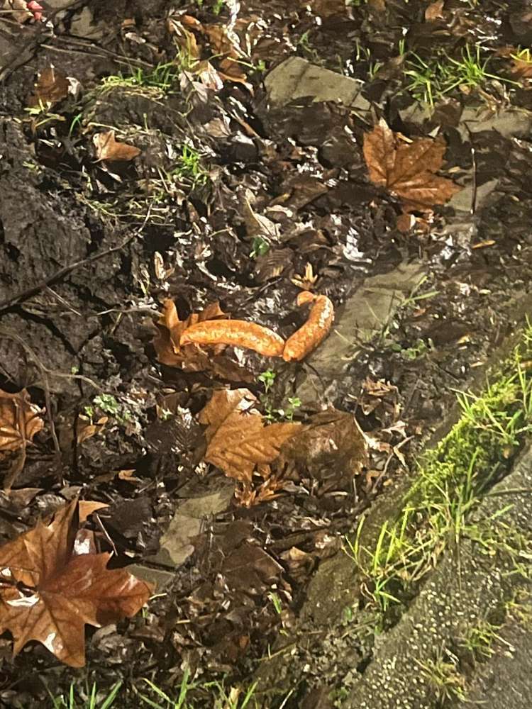 Giftköder-Wurst mit Gift-Profilbild