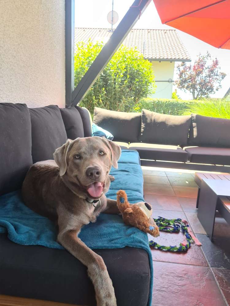 Hundetreffen-Spielrunde oder Gassirunde-Profilbild