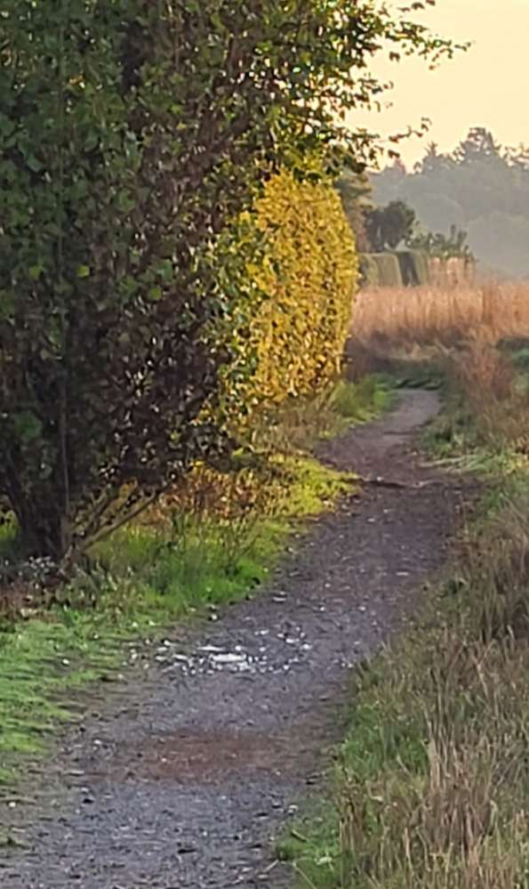 Giftköder-Glasscherben auf dem Feldweg-Profilbild
