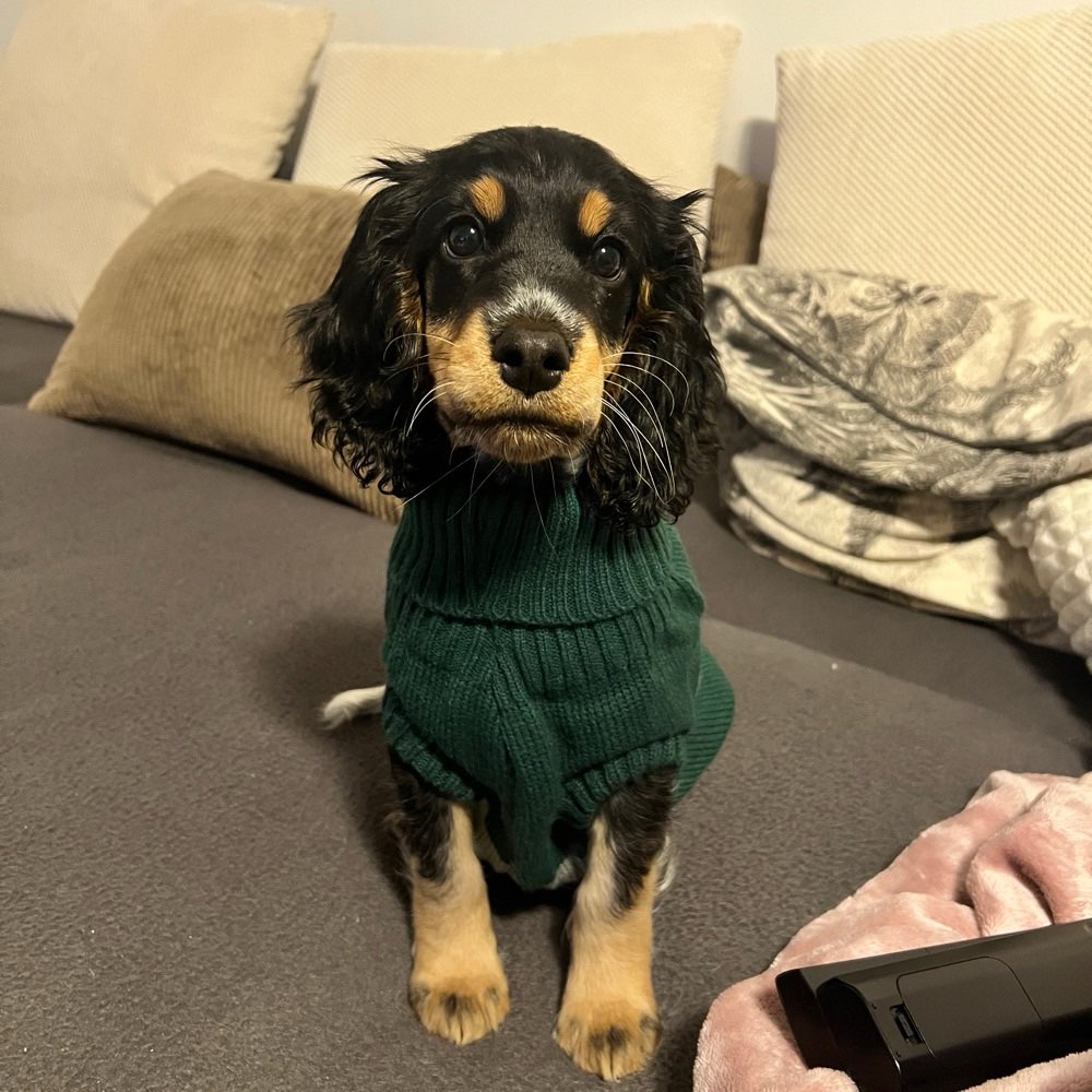 Hundetreffen-Welpentreffen-Profilbild