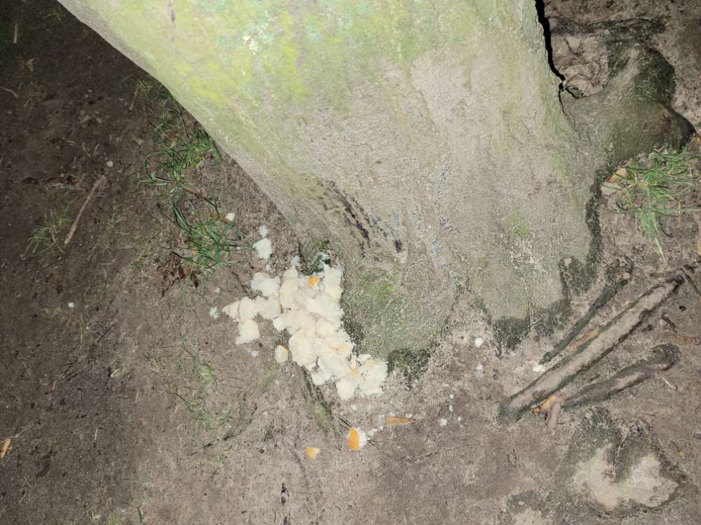 Giftköder-Verdacht auf Giftköder!-Profilbild