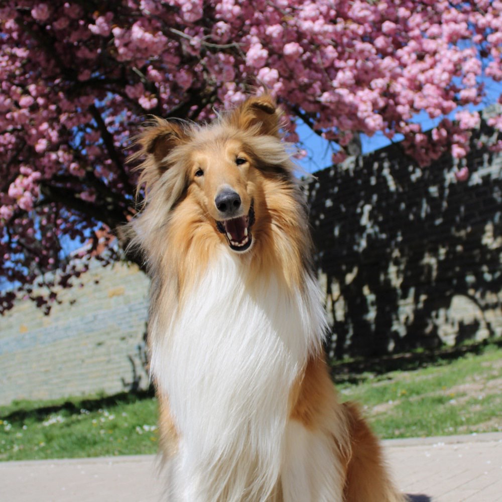 Hundetreffen-Spielen und Toben-Profilbild