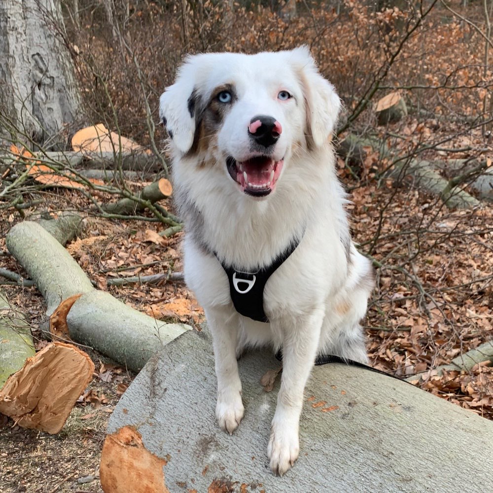Hundetreffen-Spielrunde mit Liva-Profilbild