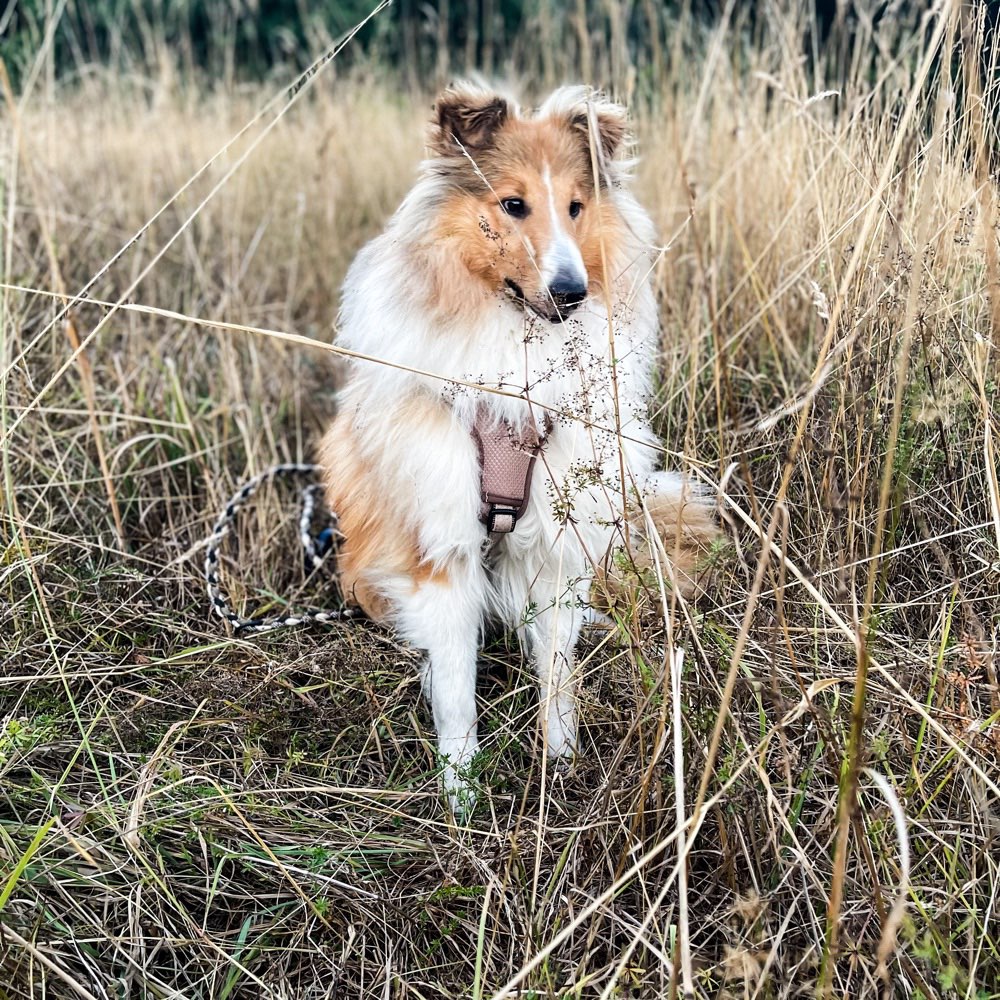 Hundetreffen-Gassirunde und Spieltreff-Profilbild