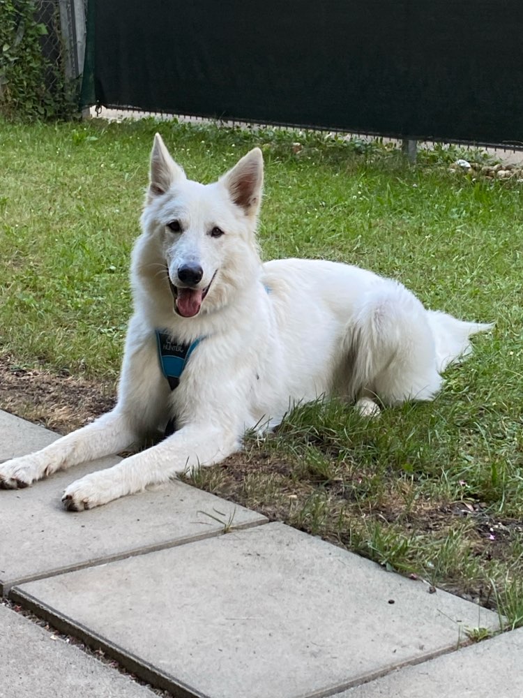 Hundetreffen-Spieltreffen-Profilbild