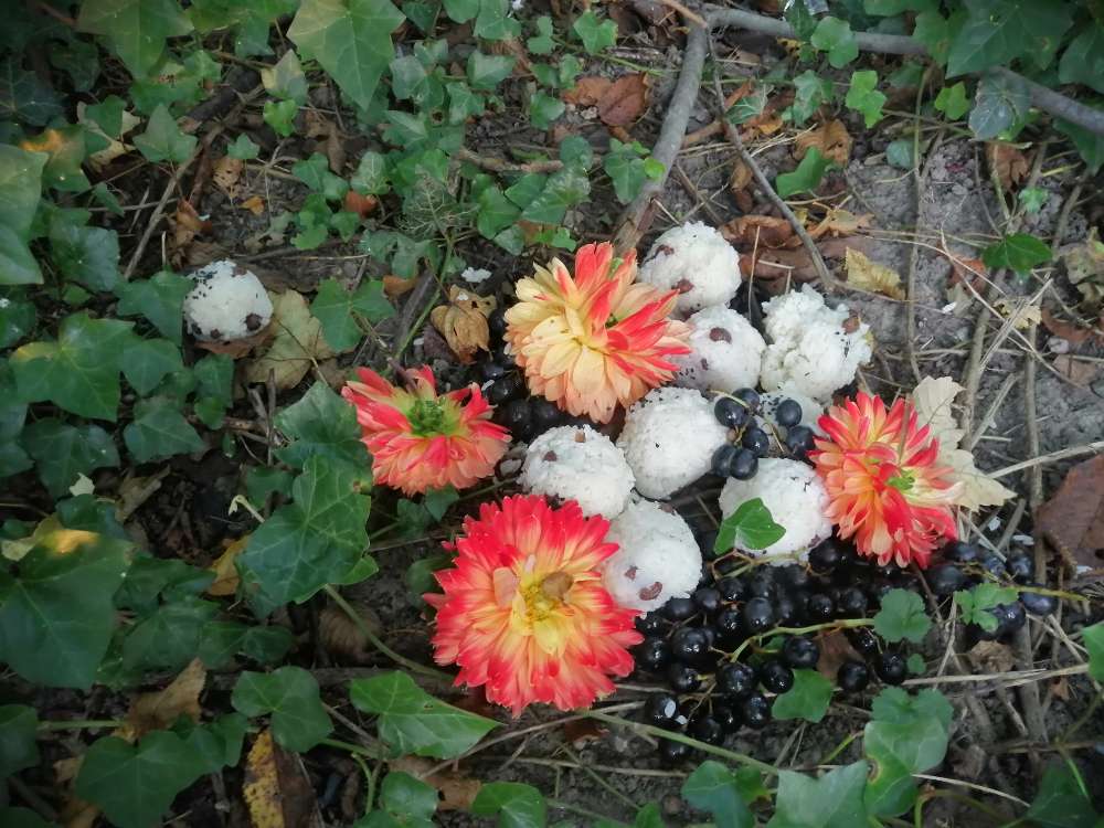 Giftköder-Essensreste im Gebüsch-Profilbild