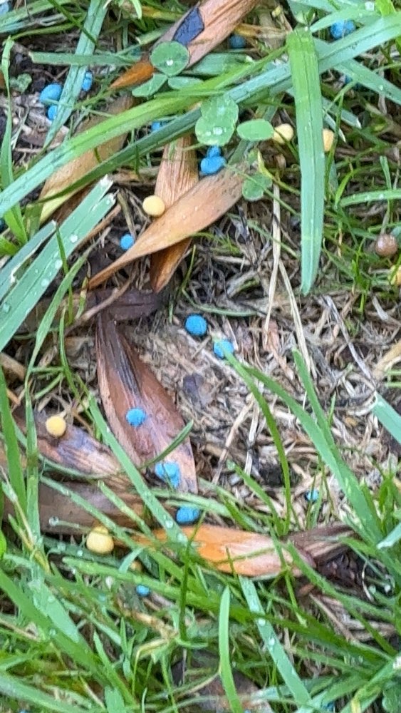 Giftköder-Rattengift-Profilbild