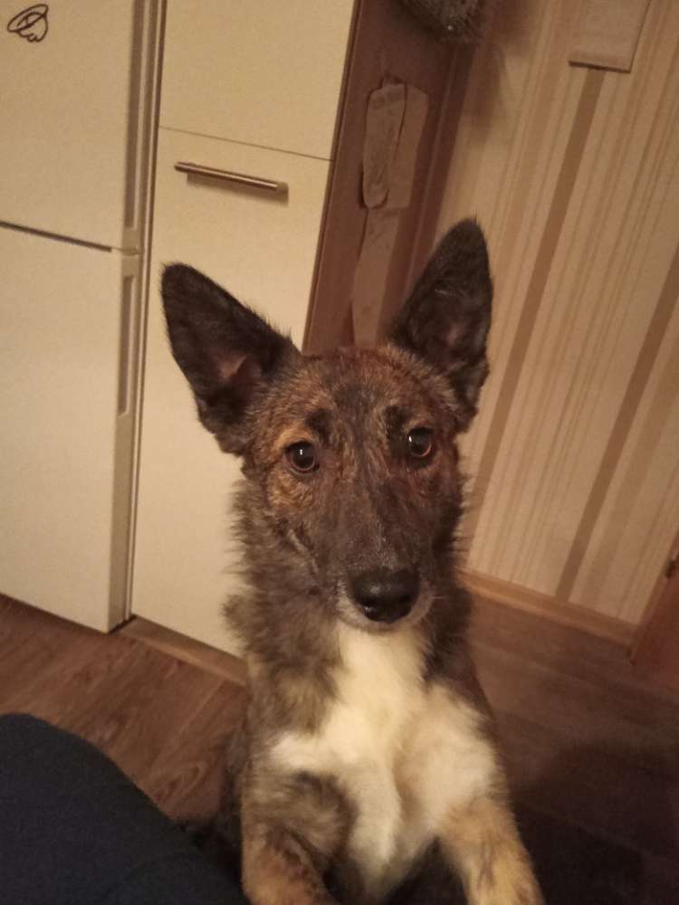 Hundetreffen-Spieltreffen für 2 Jährige Hündin-Profilbild