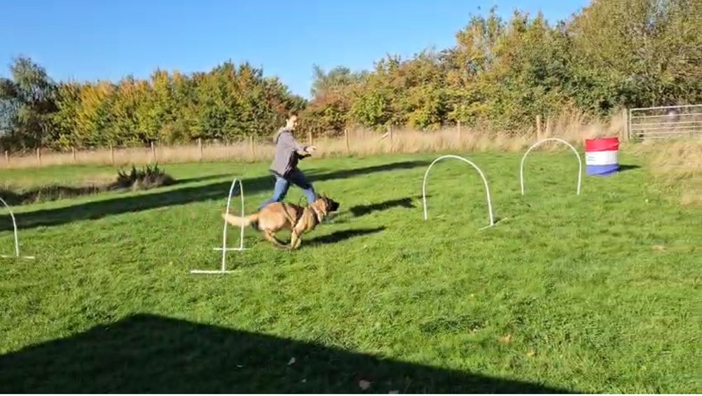 Hundetreffen-🐾 Lust auf Hundesport? Dann komm zu uns! 🐾-Profilbild