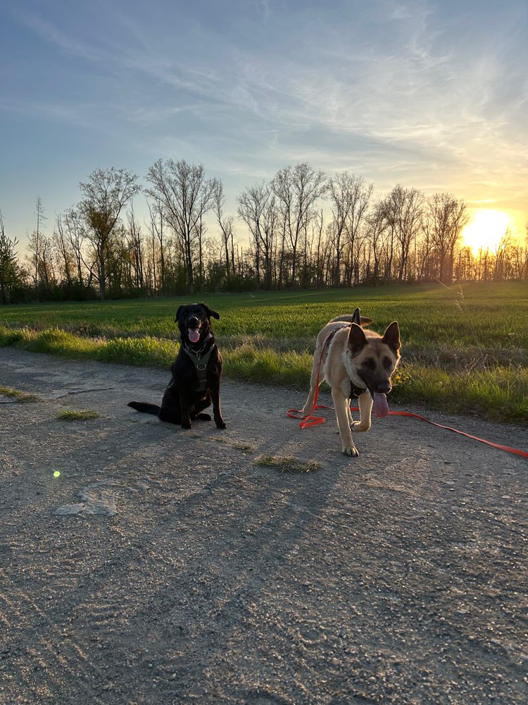 Hundetreffen-Treffen für Allerlei-Profilbild