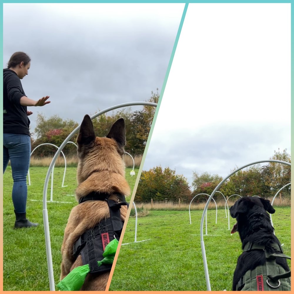 Hundetreffen-Meet new people and dogs-Profilbild