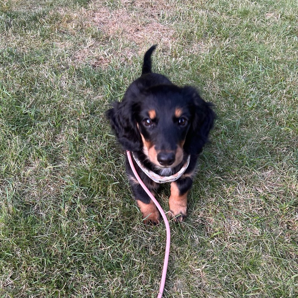 Hundetreffen-Gassi und Spielkameraden gesucht :)-Profilbild