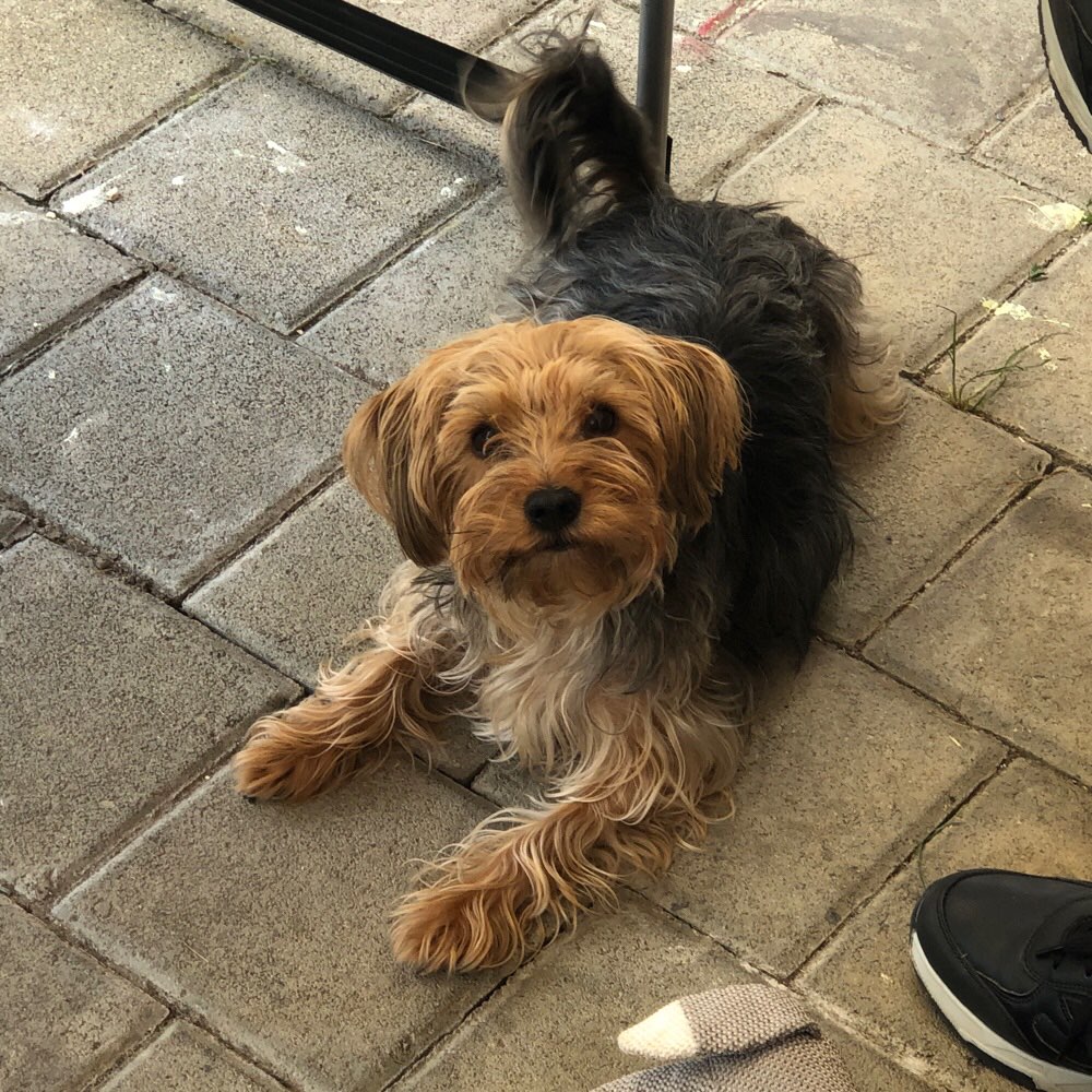 Hundetreffen-Hundetreff-Profilbild