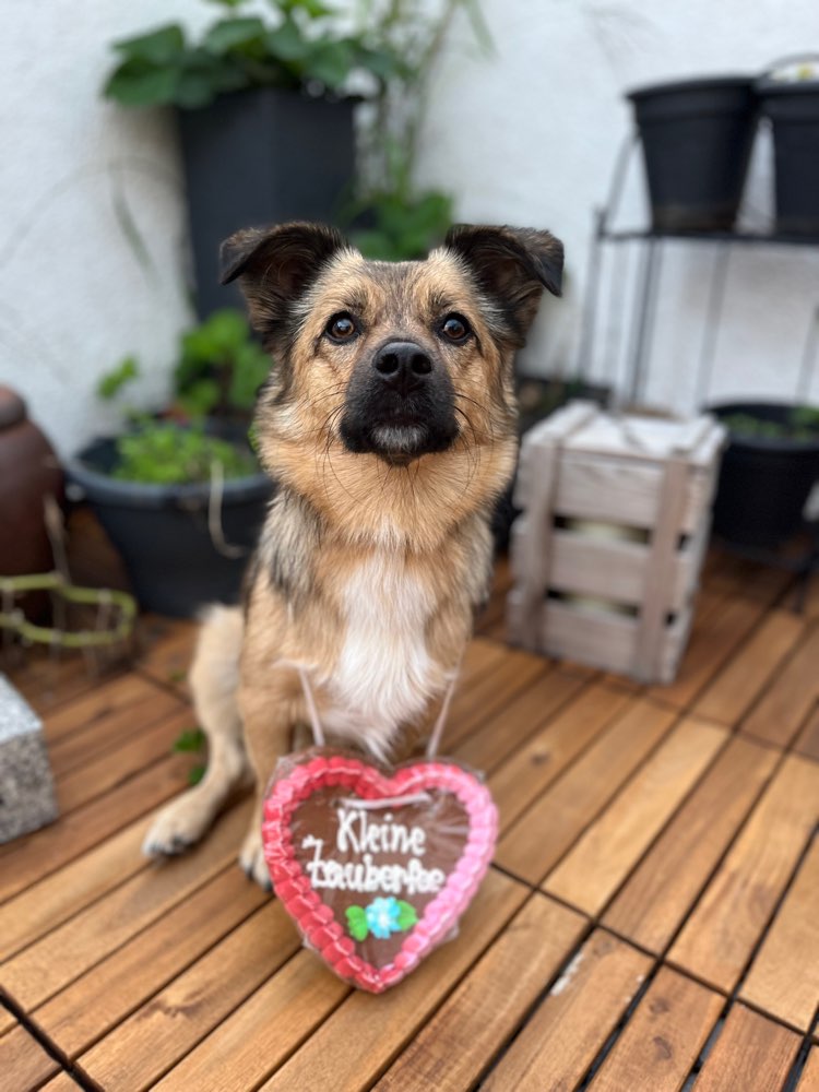 Hundetreffen-Spielfreunde gesucht 🐶💛-Profilbild