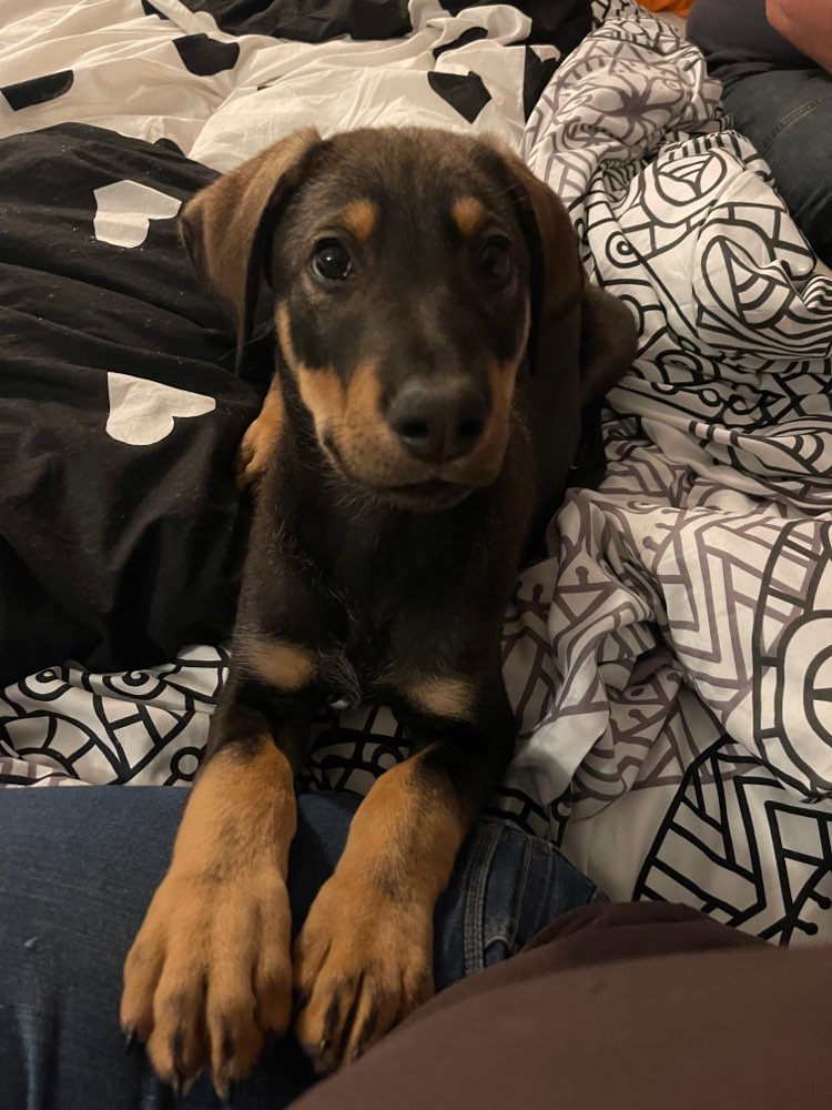 Hundetreffen-Welpentreffen Kreis Neuwied-Profilbild