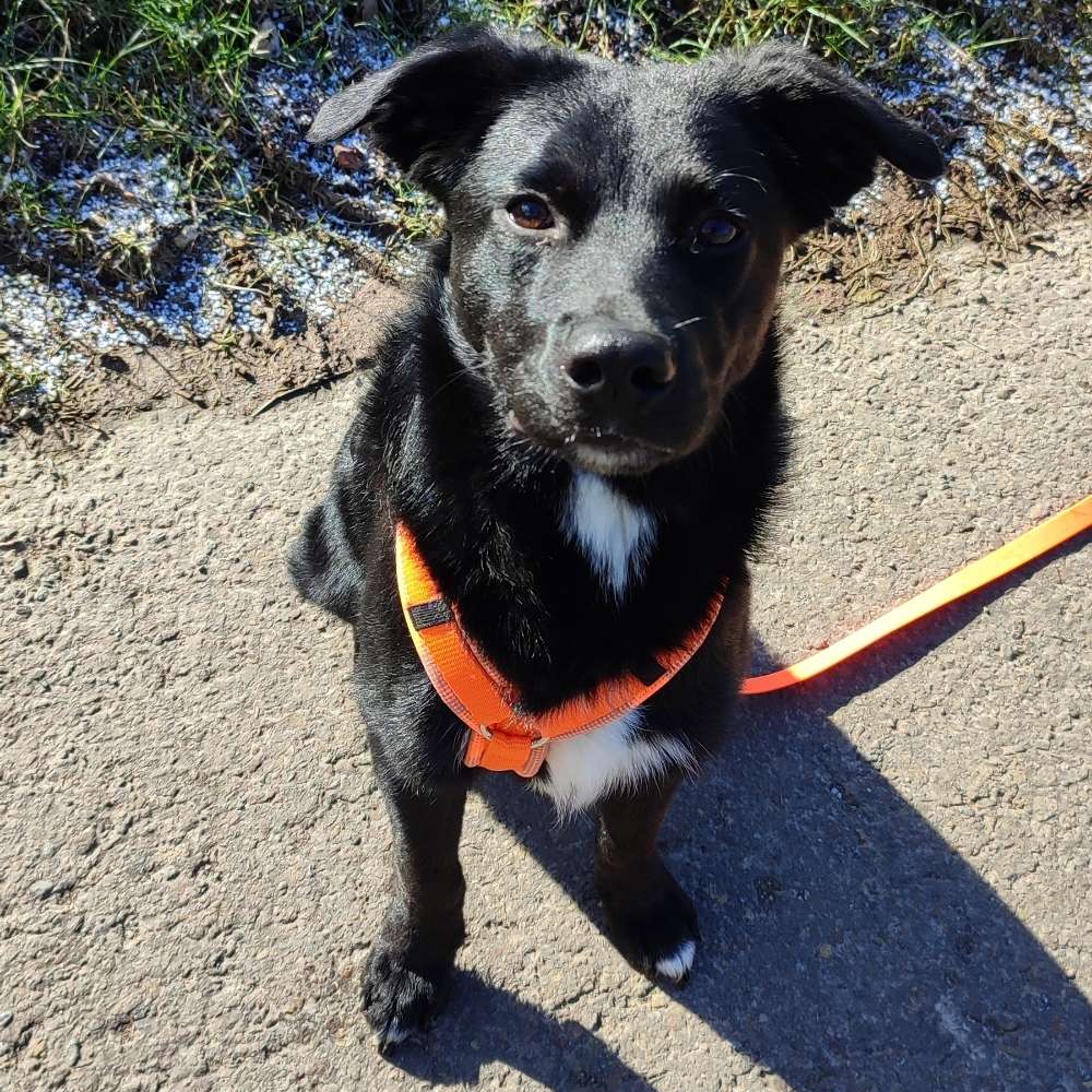 Hundetreffen-Suchen neue Hundekontakte für Spiel und Training-Profilbild