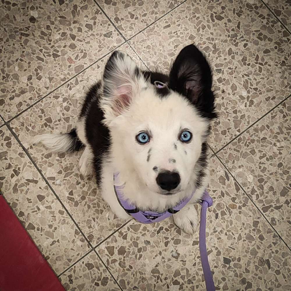 Hundetreffen-Welpen+Junghundetreffen für Spiel und Training-Profilbild