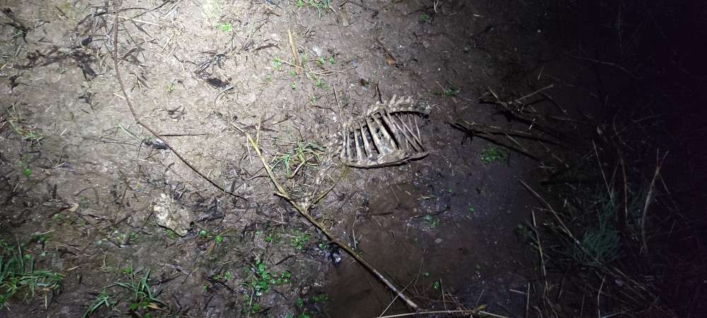 Giftköder-Erneut Rehknochen, Skelette.-Profilbild