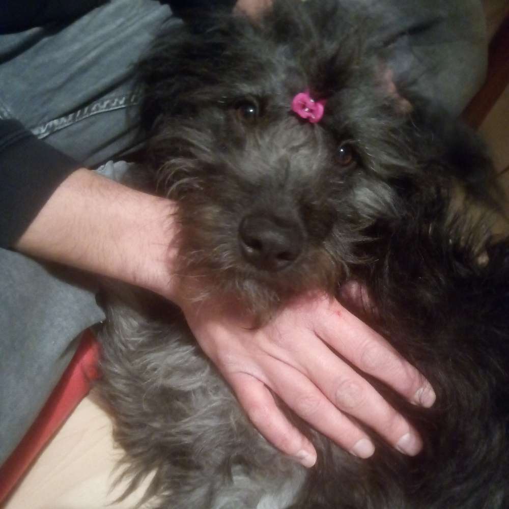 Hundetreffen-Hundebegegnungen/ Spielen-Profilbild