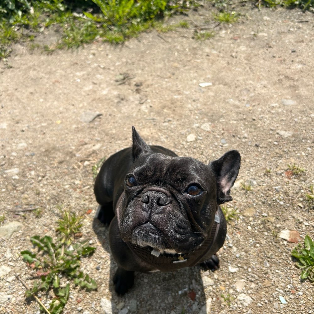 Hundetreffen-Gassi gehen/ Spielen für kleine Hunde-Profilbild