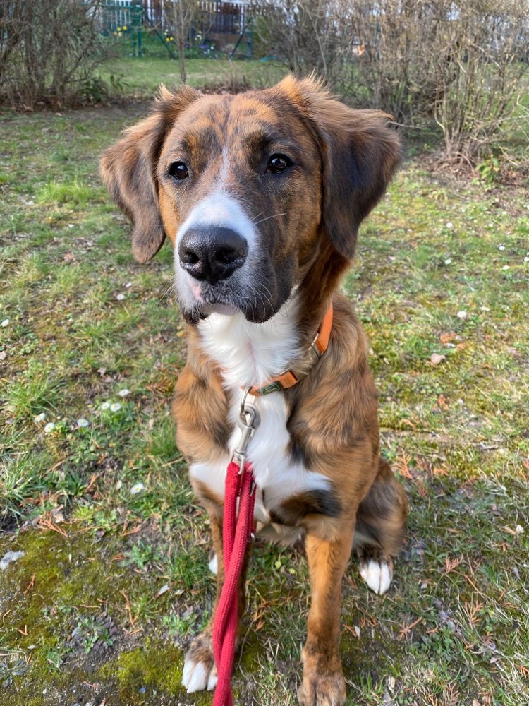 Hundetreffen-Pfotentreffen 🐾-Profilbild