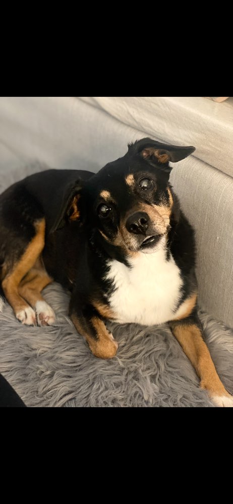 Suchmeldung-Lessie-Profilbild