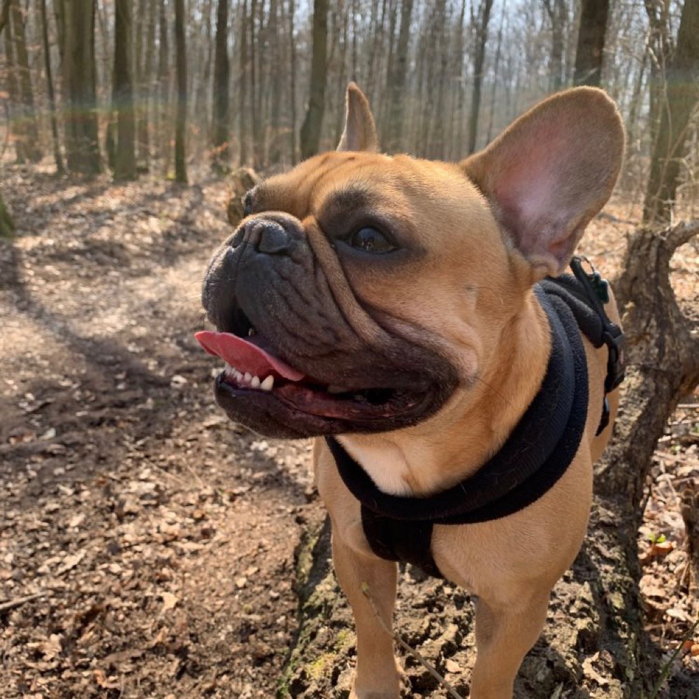 Hundetreffen-Bully Treff / Tempelhofer Feld-Profilbild