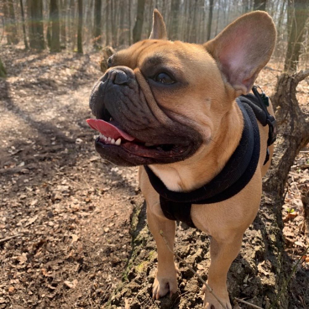 Hundetreffen-Gassirunde in Nähe Strausberg-Profilbild