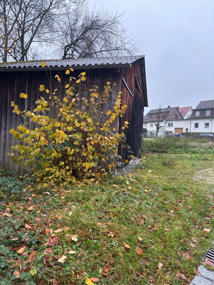 Giftköder-Mgl. Giftköder-Profilbild