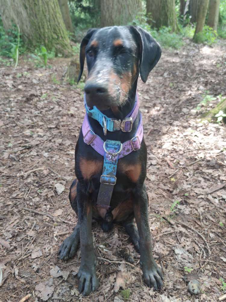 Hundetreffen-Hundetreff-Profilbild