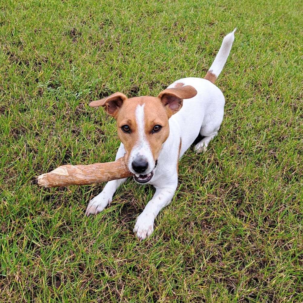 Hundetreffen-Spielfreunde gesucht 🐶-Profilbild