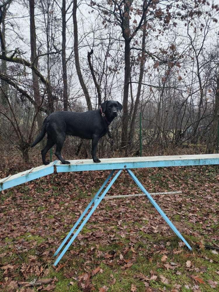 Hundetreffen-Treffen in Schleusingen und Umgebung zum Spielen und Gassi gehen-Profilbild